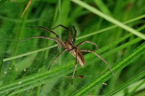 Pisaura mirabilis